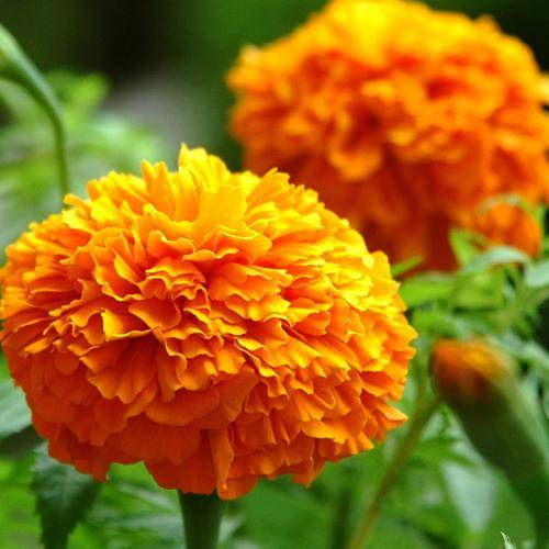 Marigold