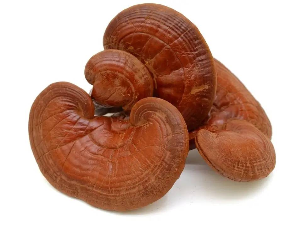  Reishi