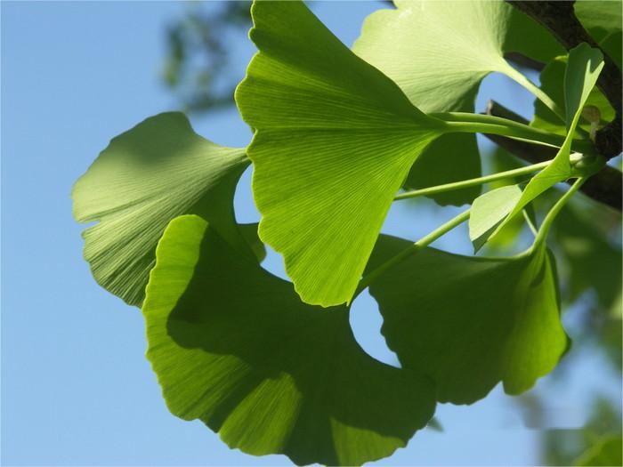 Ginkgo Biloba Leaf 