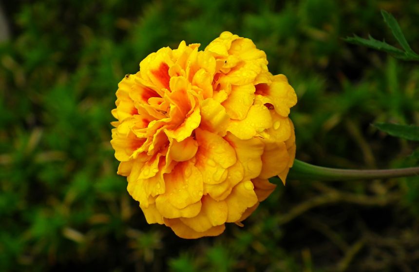 Marigold Flower 