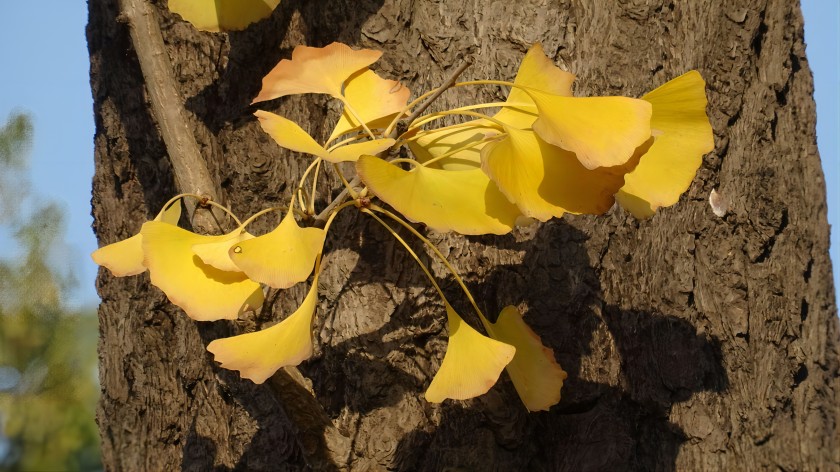 Ginkgo Biloba Leaf