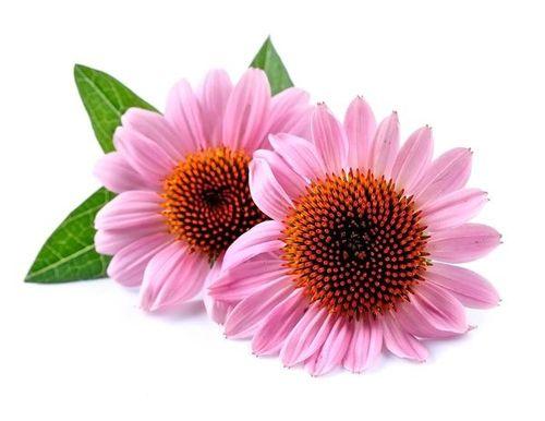 Echinacea