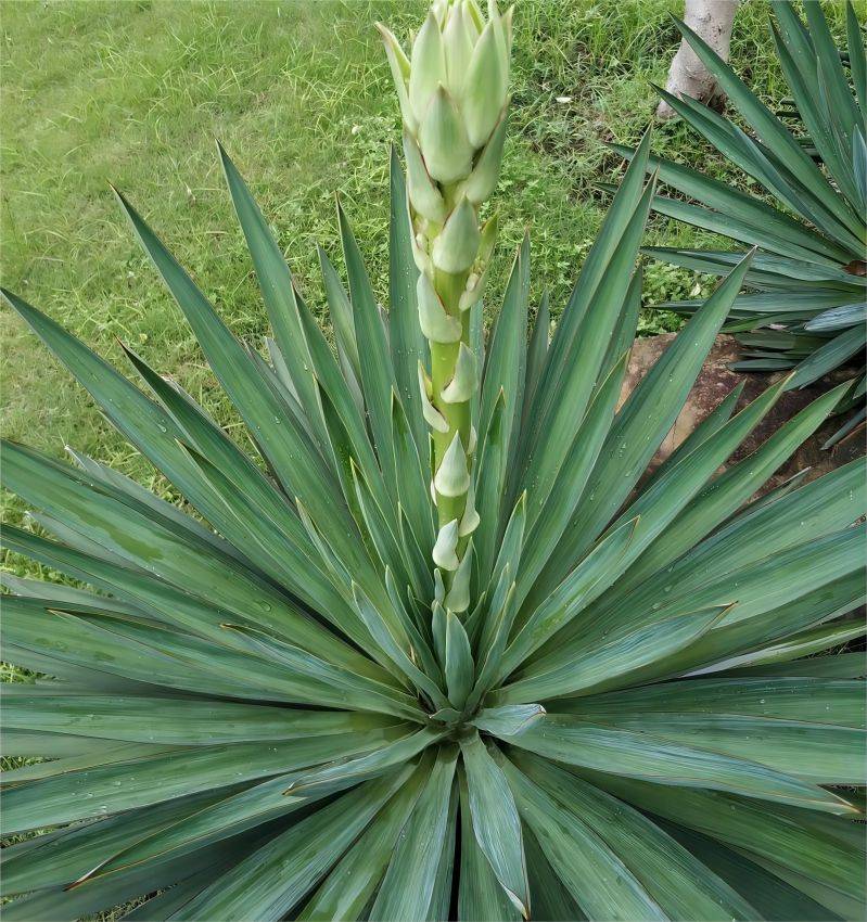 Yucca