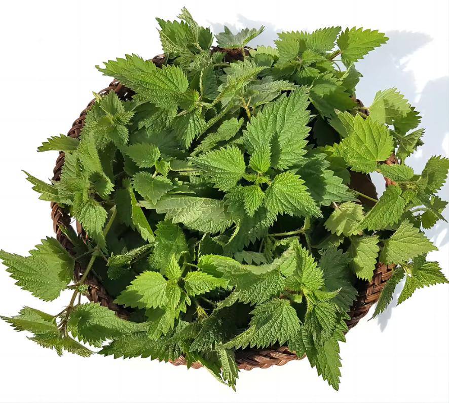 Nettle 