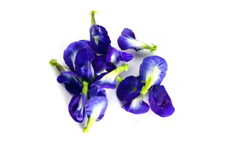 Butterfly Pea Flower Extract