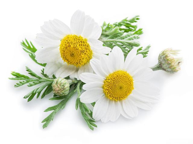 chamomile 