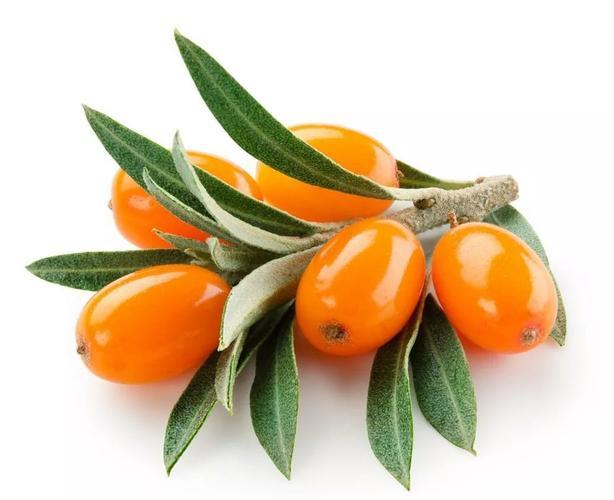 Seabuckthorn Berry